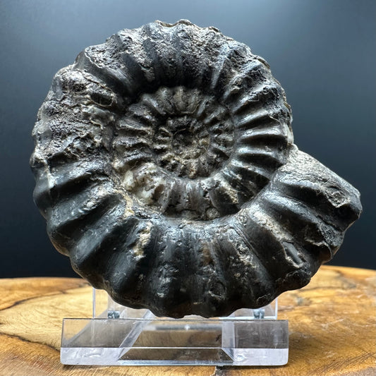 Androgynoceras maculatum ammonite fossil with box and stand - Whitby, North Yorkshire Jurassic Coast Yorkshire Fossils
