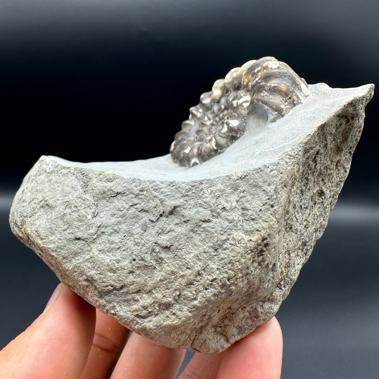 Androgynoceras maculatum ammonite fossil - Whitby, North Yorkshire Jurassic Coast Yorkshire Fossils