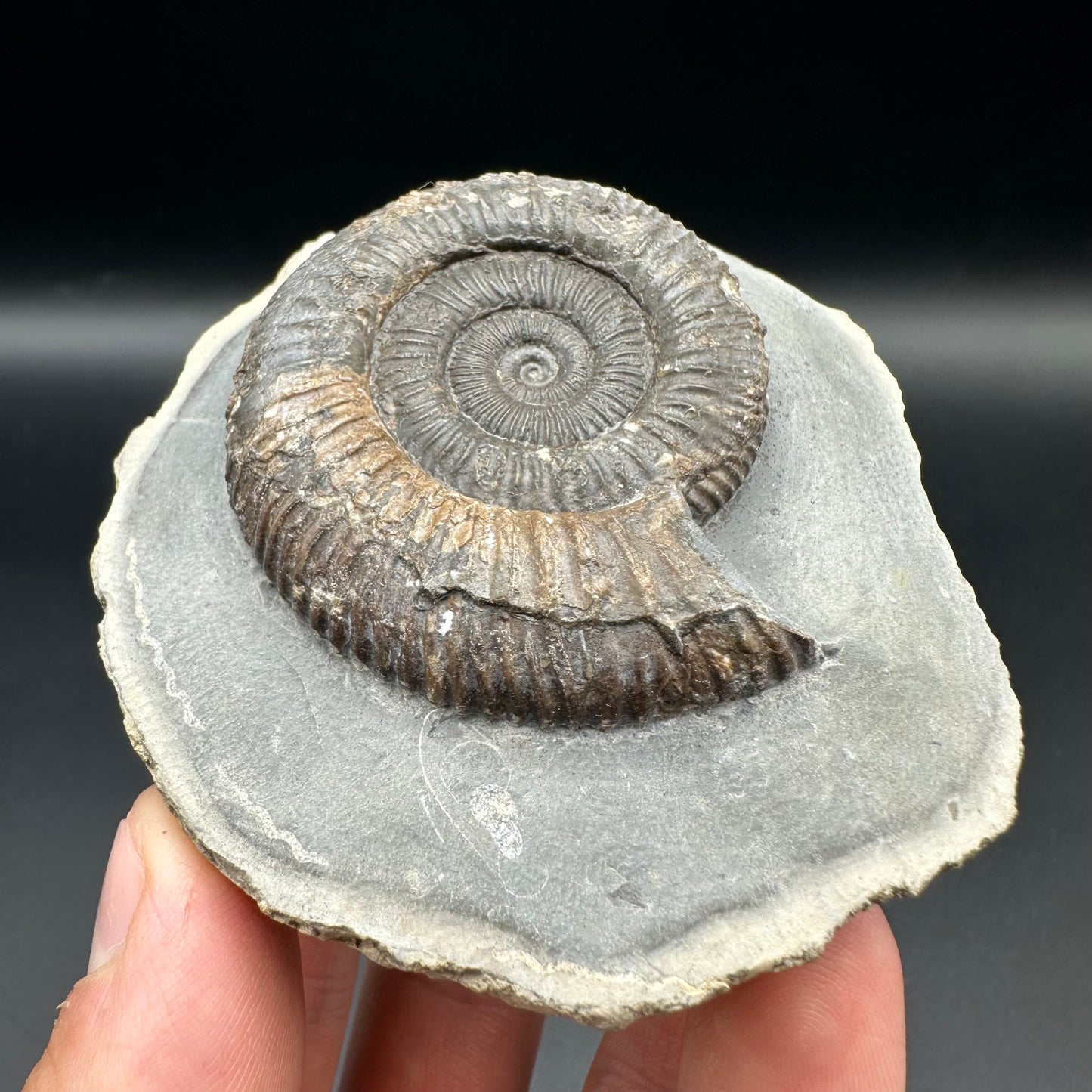 Dactylioceras Ammonite Fossil With Box And Stand - Whitby, North Yorkshire Jurassic Coast Yorkshire Fossils