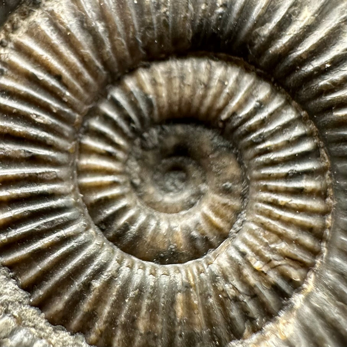 Dactylioceras Ammonite Fossil With box and Stand - Whitby, North Yorkshire Jurassic Coast Yorkshire Fossils