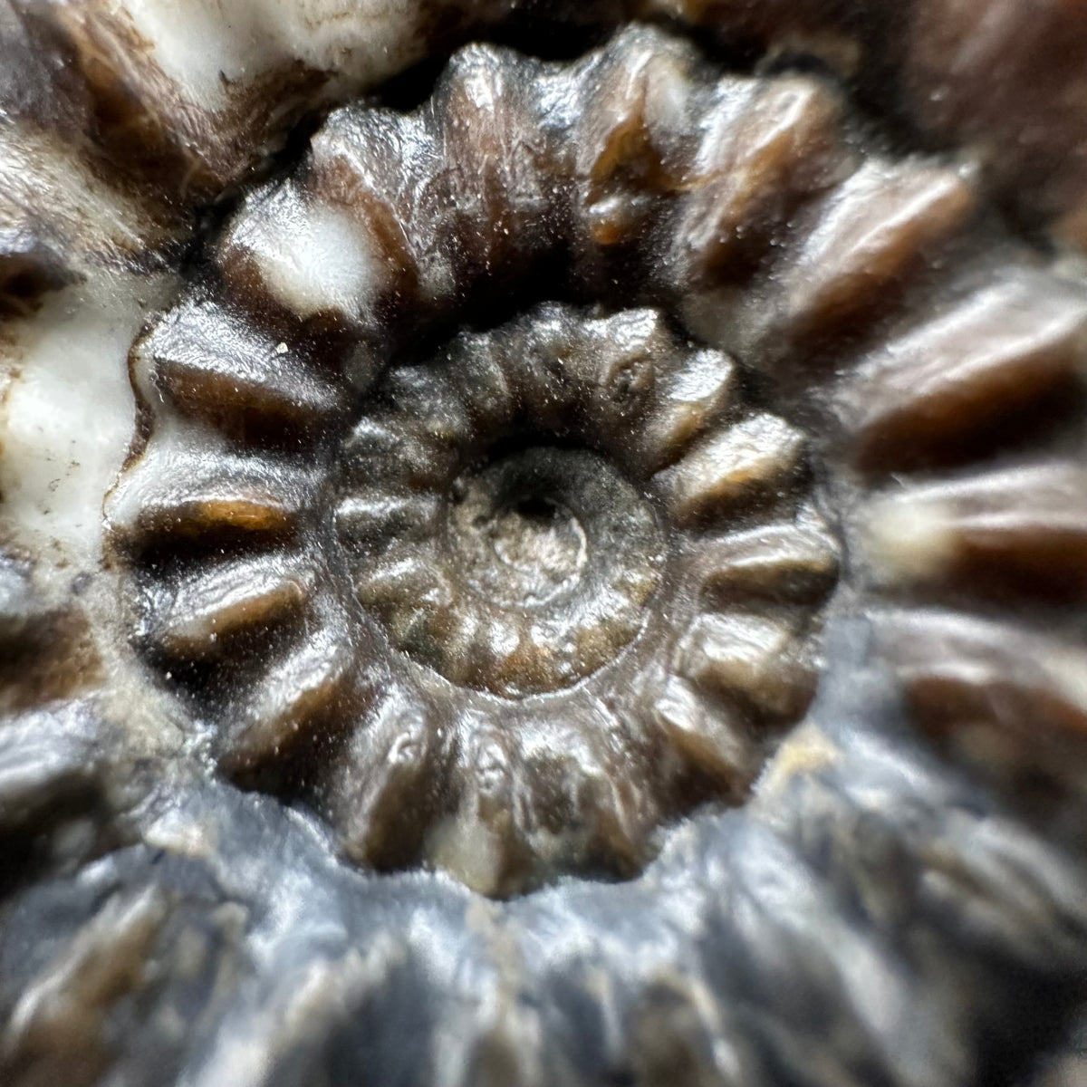 Androgynoceras maculatum ammonite fossil with box and stand - Whitby, North Yorkshire Jurassic Coast Yorkshire Fossils