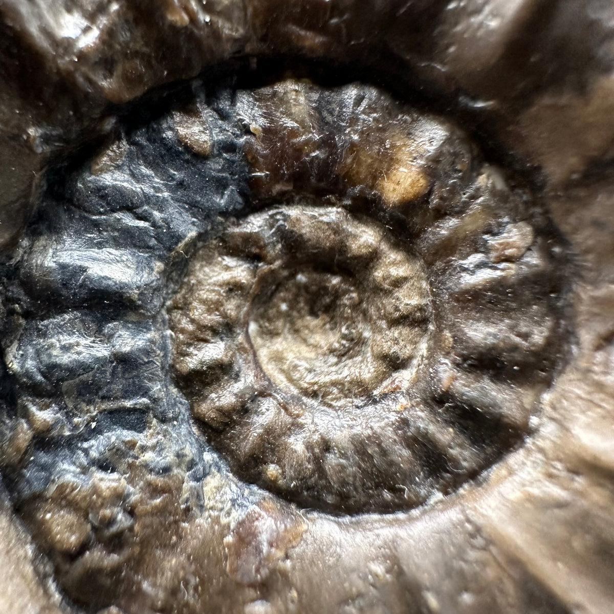 Androgynoceras maculatum ammonite fossil with stand - Whitby, North Yorkshire Jurassic Coast Yorkshire Fossils