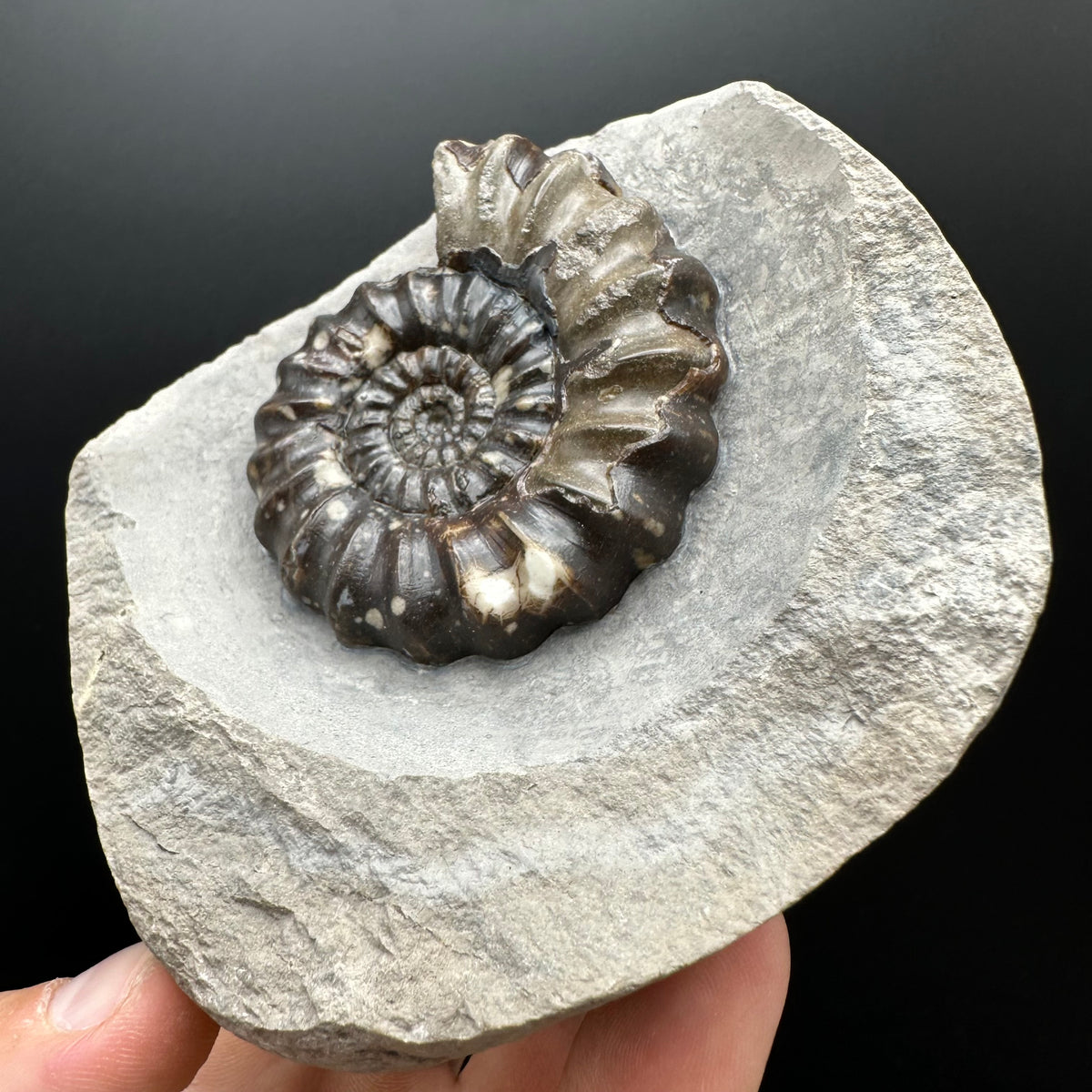 Androgynoceras maculatum ammonite fossil with stand - Whitby, North Yorkshire Jurassic Coast Yorkshire Fossils