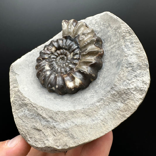 Androgynoceras maculatum ammonite fossil with stand - Whitby, North Yorkshire Jurassic Coast Yorkshire Fossils