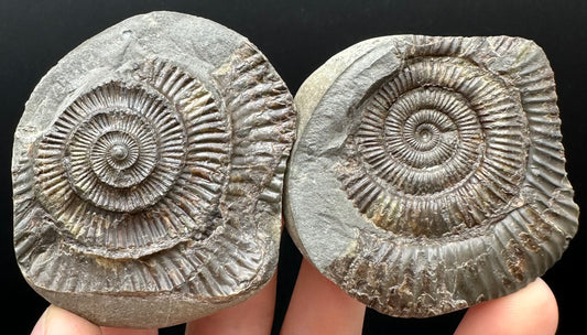 Dactylioceras Ammonite nodule (split pair) Fossil With Box And Stand - Whitby, North Yorkshire Jurassic Coast Yorkshire Fossils