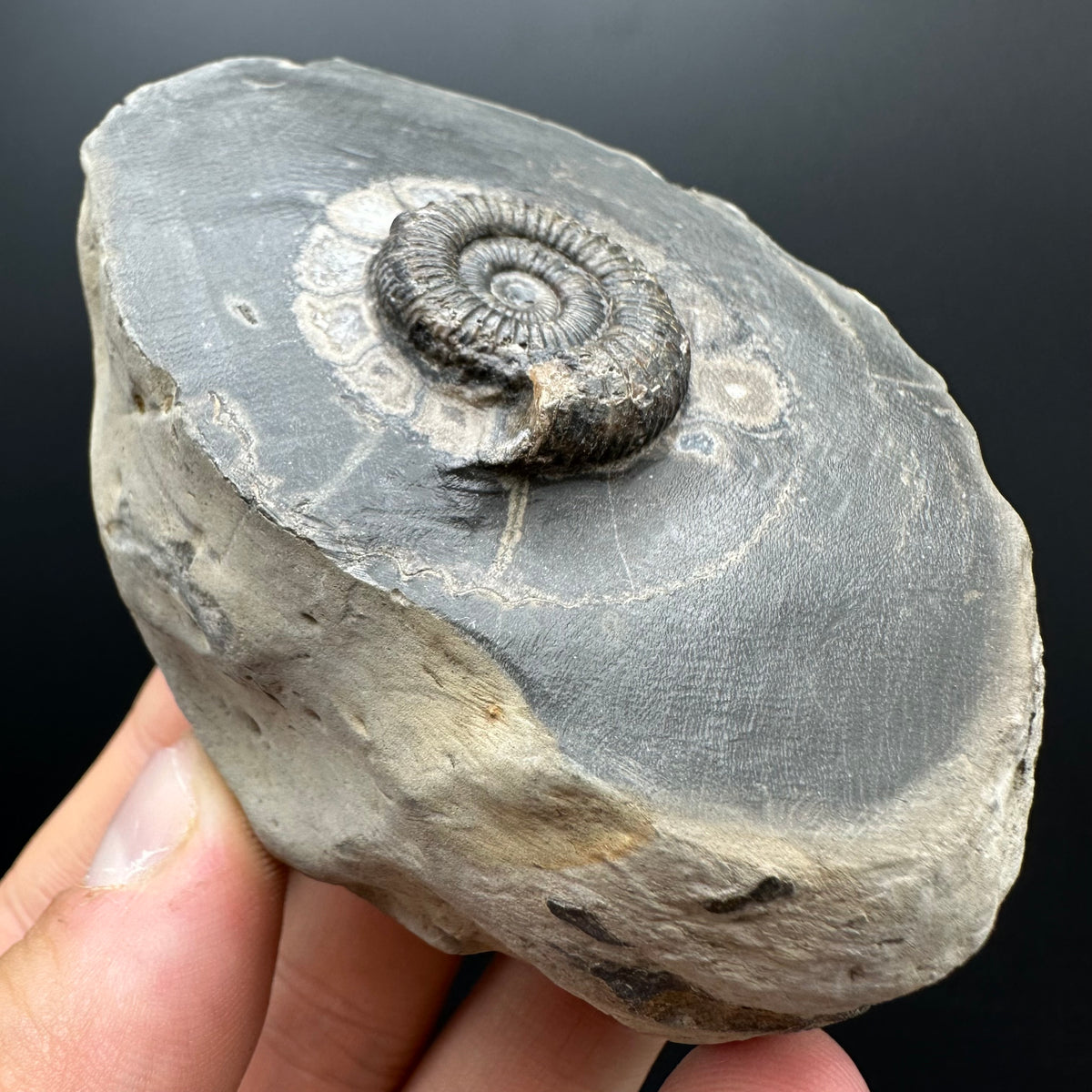 Dactylioceras Ammonite Fossil With box and Stand - Whitby, North Yorkshire Jurassic Coast Yorkshire Fossils