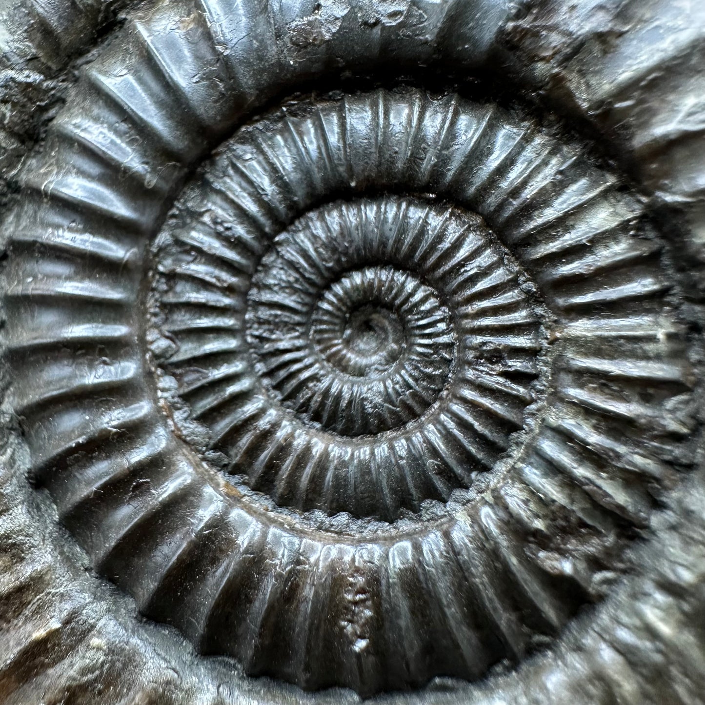 Dactylioceras Ammonite Fossil With box and Stand - Whitby, North Yorkshire Jurassic Coast Yorkshire Fossils