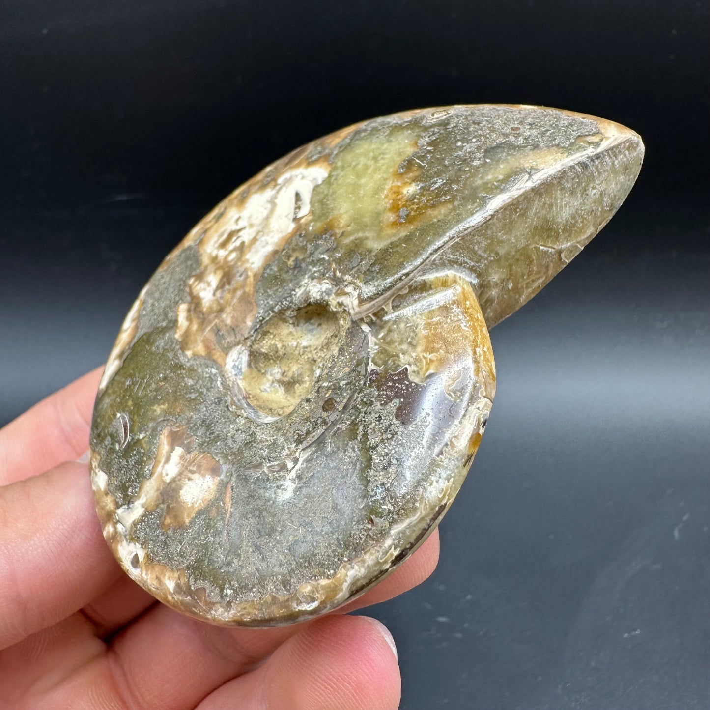 Cleoniceras Ammonite Fossil With Box And Stand - Cretaceous Ammonite Madagascar