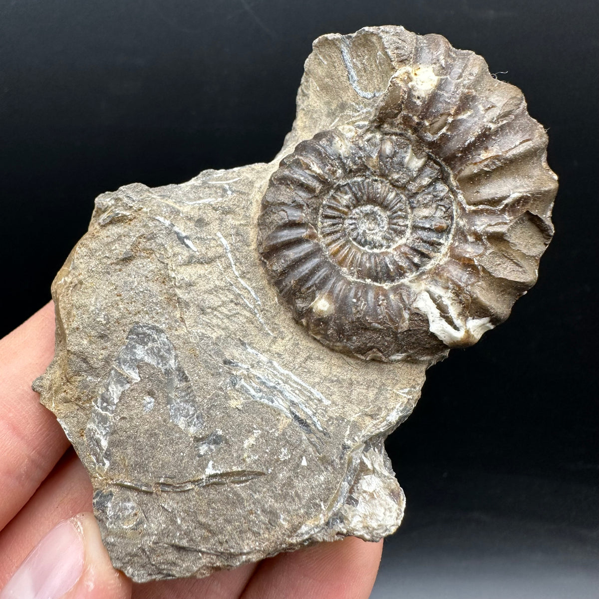 Androgynoceras capricornus Ammonite Fossil With Stand - Whitby, North Yorkshire Jurassic Coast Yorkshire Fossils