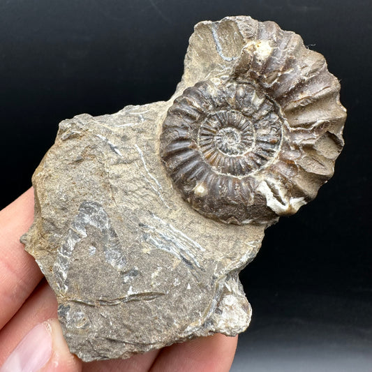 Androgynoceras capricornus Ammonite Fossil With Stand - Whitby, North Yorkshire Jurassic Coast Yorkshire Fossils