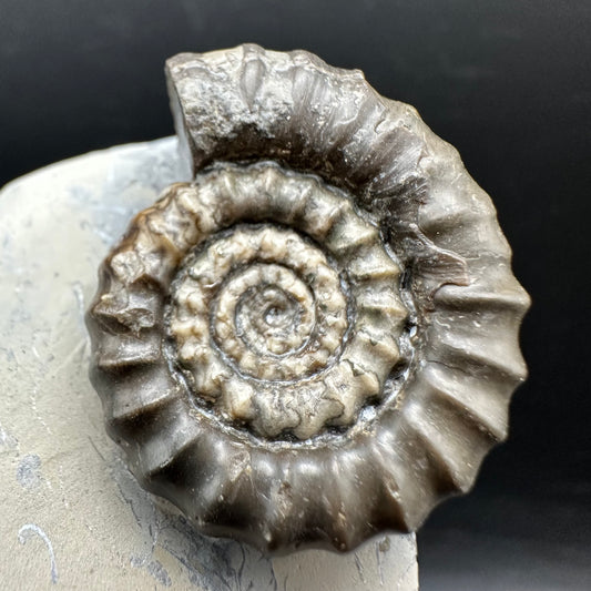 Gagaticeras Ammonite fossil with box and stand - Whitby, North Yorkshire Jurassic Coast Yorkshire Fossils