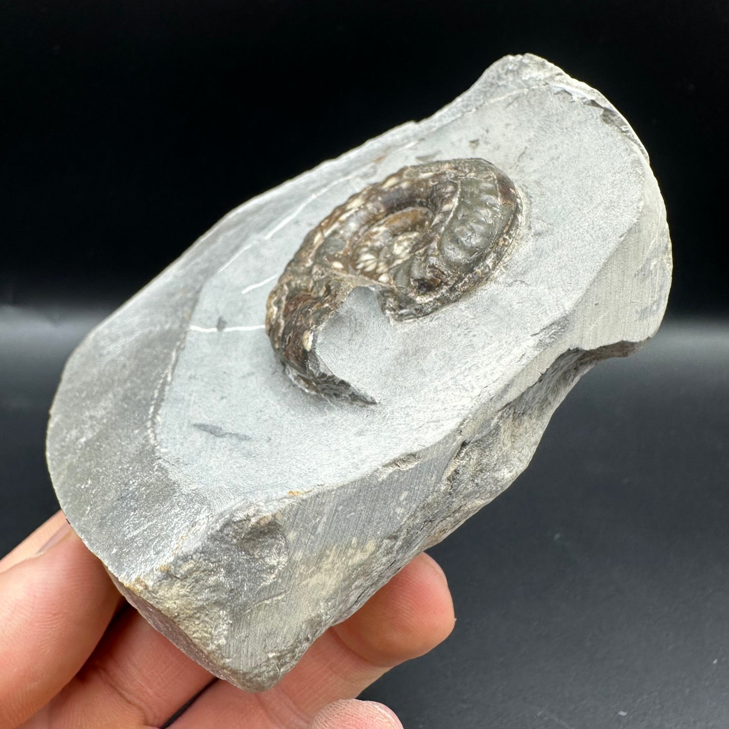 Hildoceras Bifrons Ammonite fossil with box and stand - Whitby, North Yorkshire Jurassic Coast, Yorkshire Fossils from the Jurassic Coast