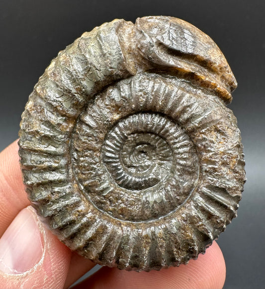 Snakestone Ammonite Fossil With Bag/Box And Stand - Whitby, North Yorkshire Jurassic Coast Yorkshire Fossils