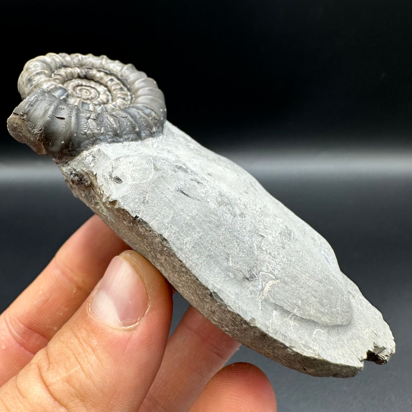 Gagaticeras ammonite fossil with gift box and stand- Whitby, North Yorkshire Jurassic Coast Yorkshire Fossils