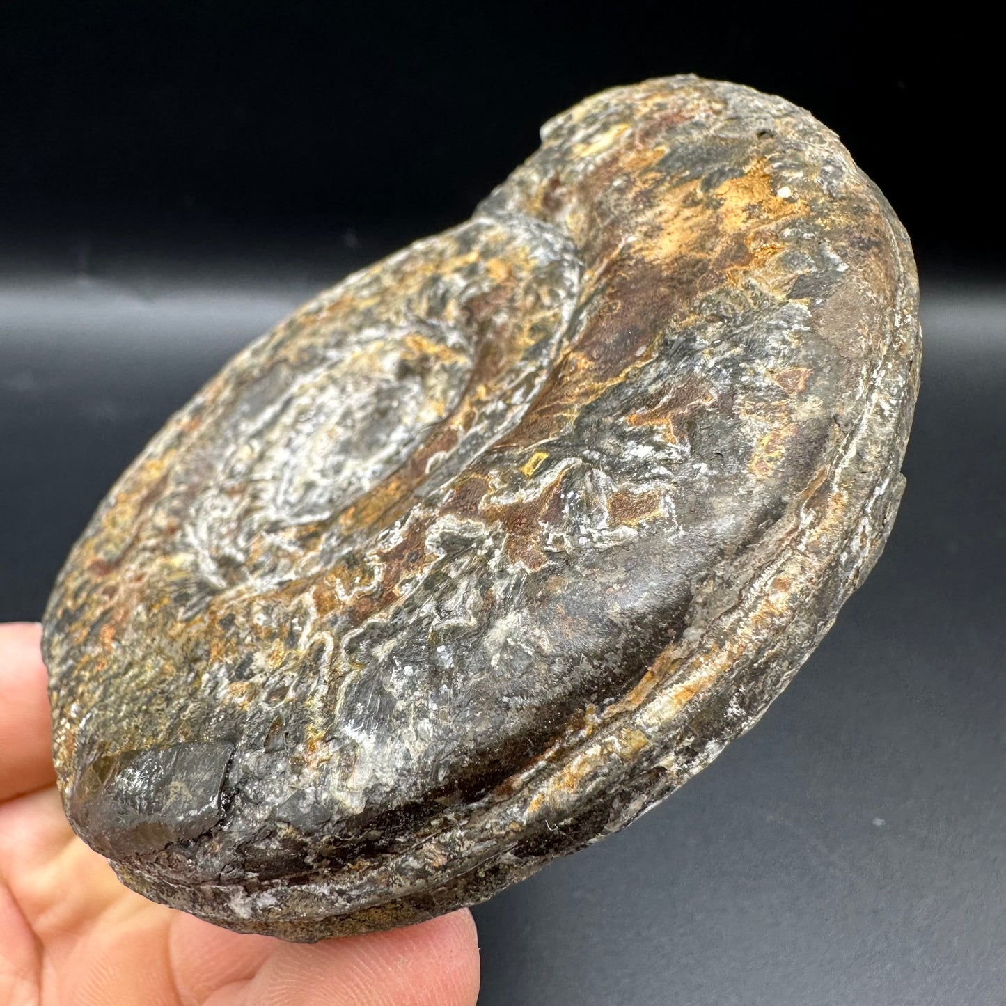 Hildoceras Bifrons Ammonite fossil with box and stand - Whitby, North Yorkshire Jurassic Coast, Yorkshire Fossils from the Jurassic Coast