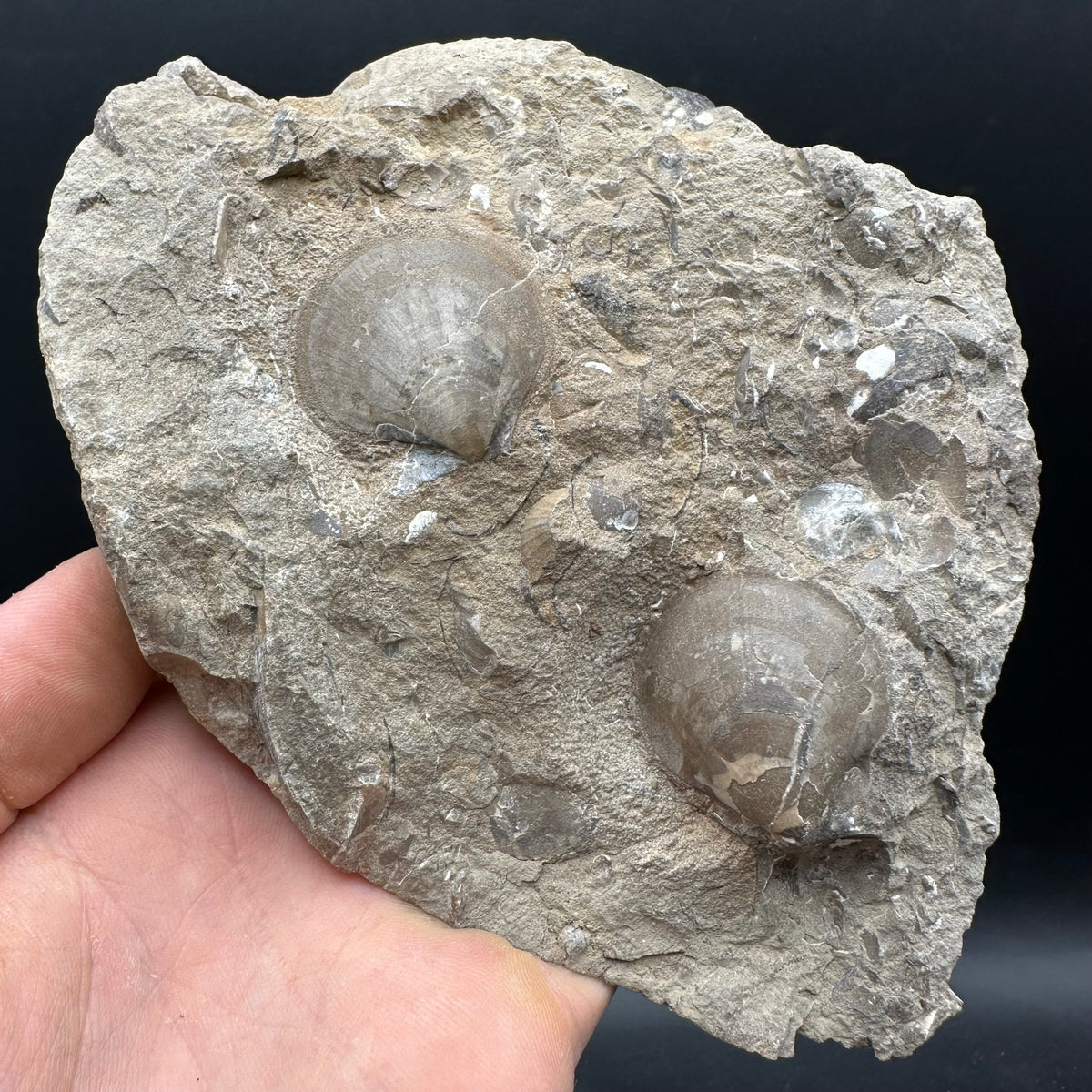 Shell fossil with stand - Whitby, North Yorkshire, Jurassic Coast, Yorkshire Fossils