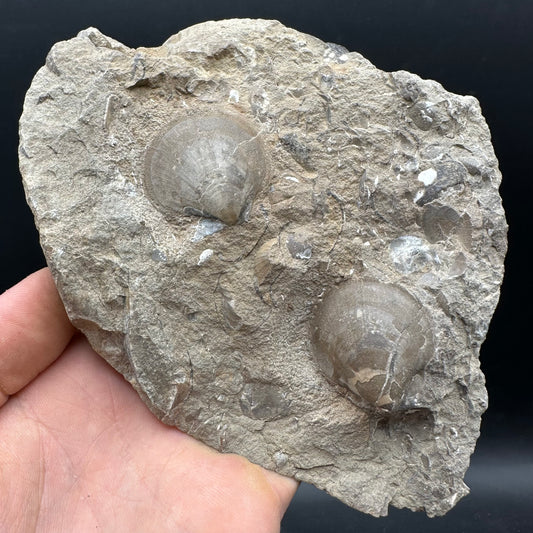 Shell fossil with stand - Whitby, North Yorkshire, Jurassic Coast, Yorkshire Fossils