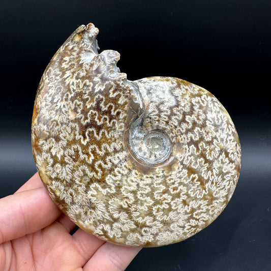 Cleoniceras Ammonite Fossil With Box And Stand - Cretaceous Ammonite Madagascar