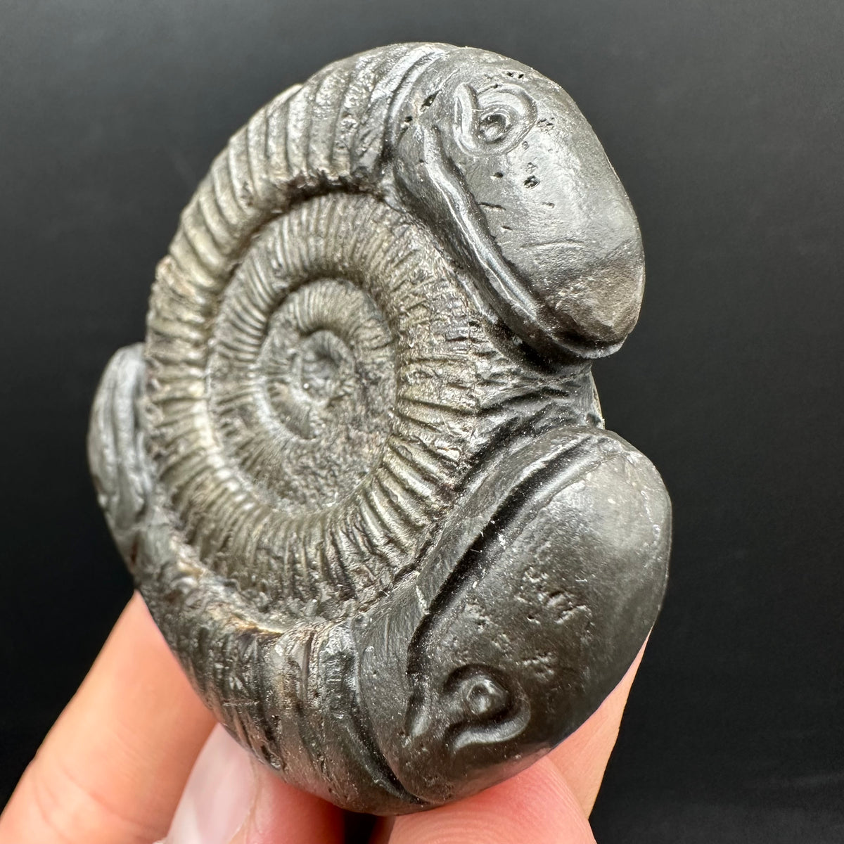 Hydra Snakestone Ammonite Fossil With Bag/Box And Stand - Whitby, North Yorkshire Jurassic Coast Yorkshire Fossils