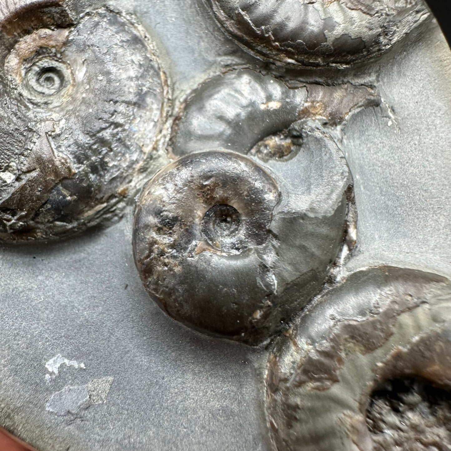 Golden Egg (GENUINE) Ammonite Fossil With Stand - Whitby, North Yorkshire Jurassic Coast Yorkshire Fossils