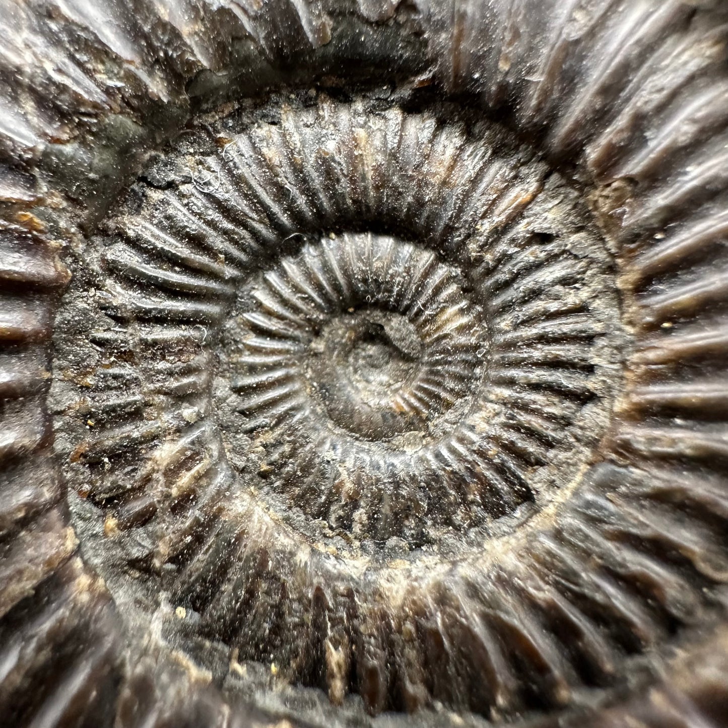 Dactylioceras Ammonite Fossil With Box And Stand - Whitby, North Yorkshire Jurassic Coast Yorkshire Fossils