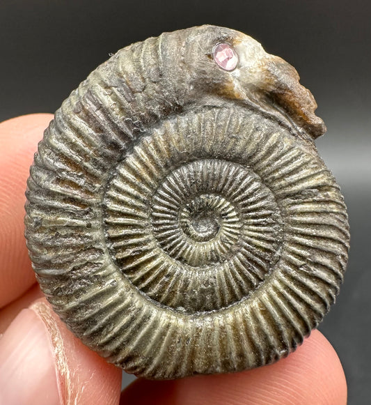 Snakestone Ammonite Fossil With Bag/Box And Stand - Whitby, North Yorkshire Jurassic Coast Yorkshire Fossils