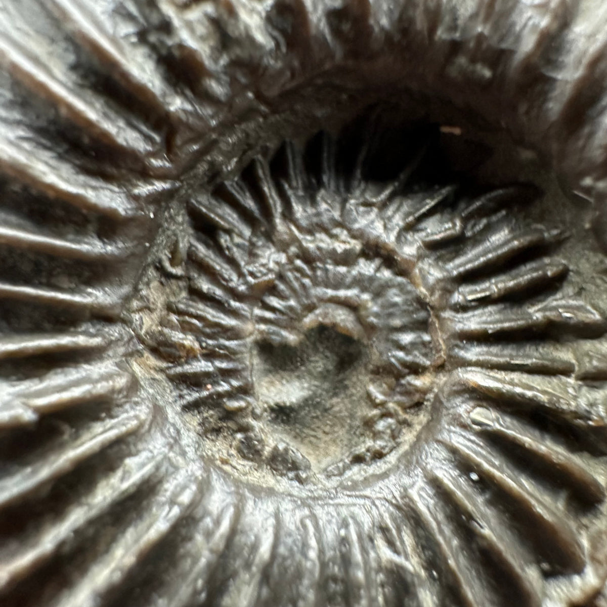 Schlothemia sp. ammonite fossil with box and stand - Whitby, North Yorkshire Jurassic Coast, Yorkshire fossils