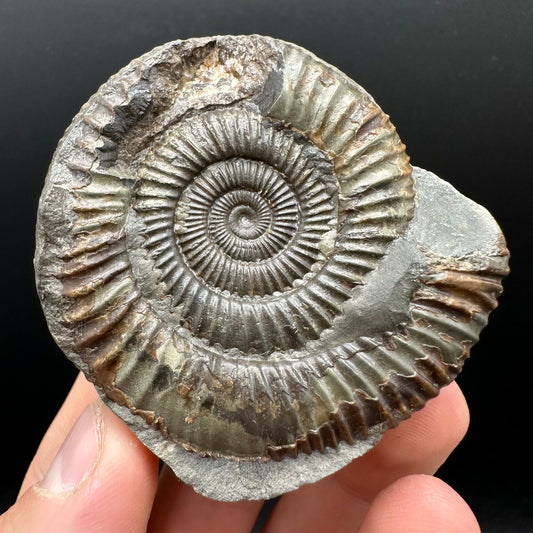 Dactylioceras Ammonite nodule (split pair) Fossil With Box And Stand - Whitby, North Yorkshire Jurassic Coast Yorkshire Fossils
