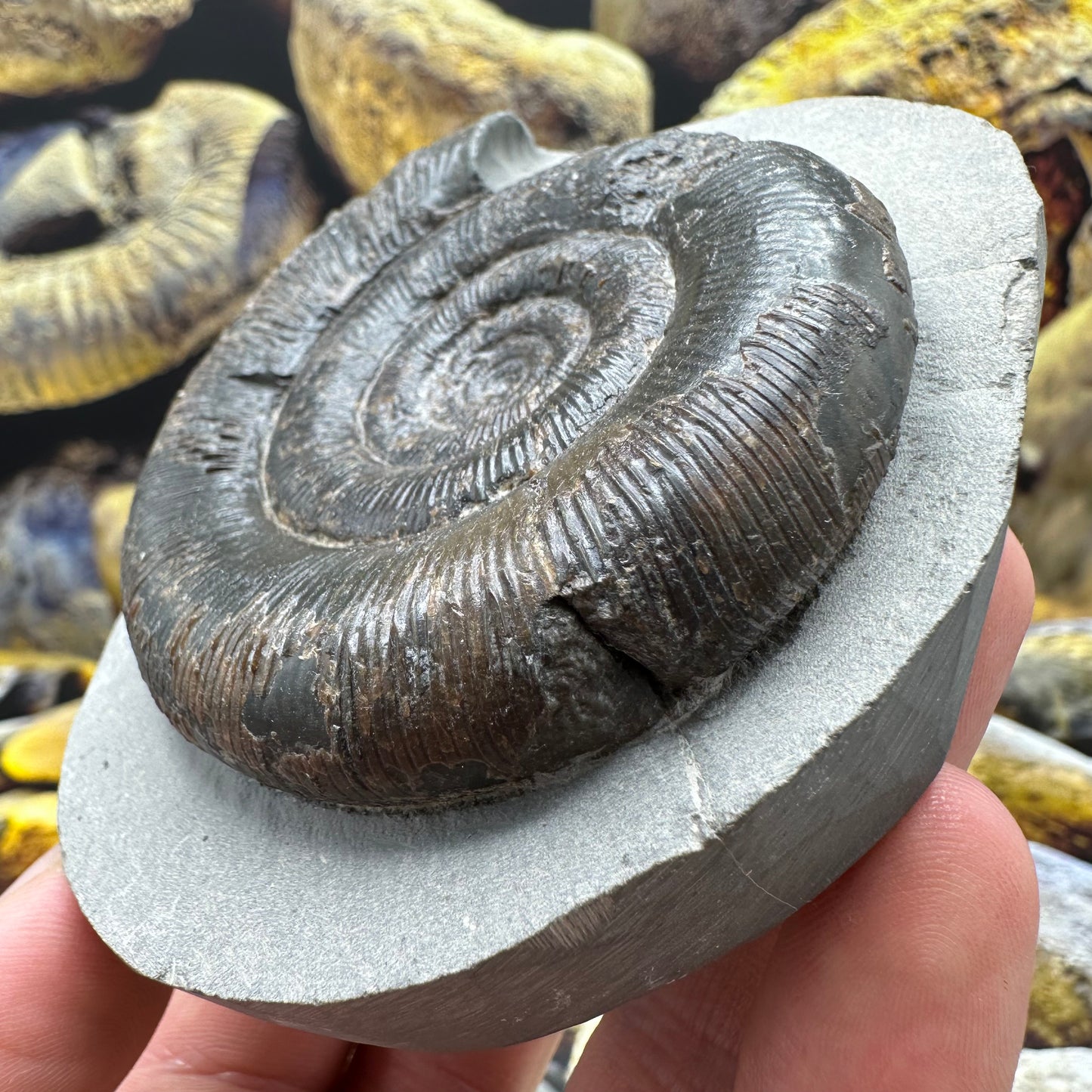 Dactylioceras tenuicostatum ammonite fossil - Whitby, North Yorkshire Jurassic Coast Yorkshire Fossils