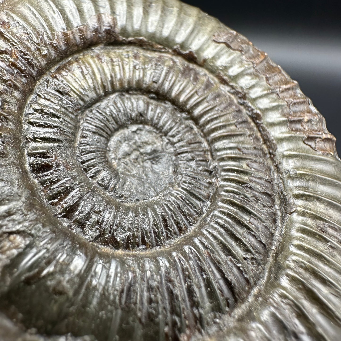 Dactylioceras Ammonite Fossil With Box And Stand - Whitby, North Yorkshire Jurassic Coast Yorkshire Fossils