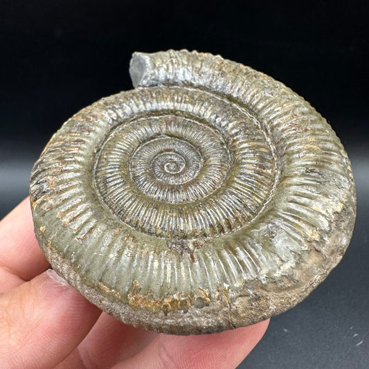 Dactylioceras Ammonite Fossil With Box And Stand - Whitby, North Yorkshire Jurassic Coast Yorkshire Fossils