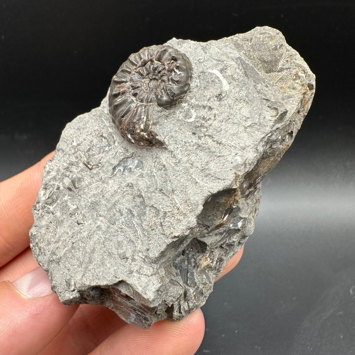 Amaltheus subnodosus Ammonite fossil with box and stand - Whitby, North Yorkshire Jurassic Coast Yorkshire Fossils