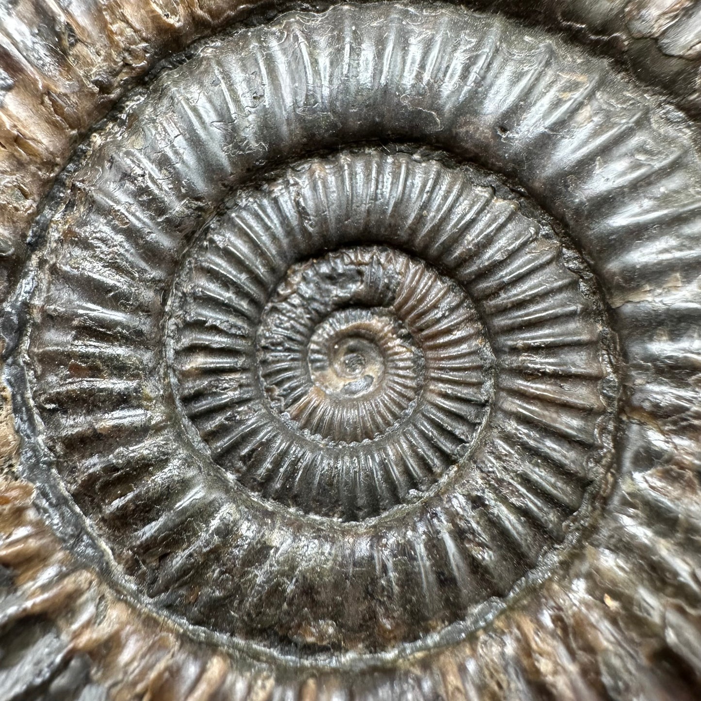 Dactylioceras Ammonite Fossil With Box And Stand - Whitby, North Yorkshire Jurassic Coast Yorkshire Fossils