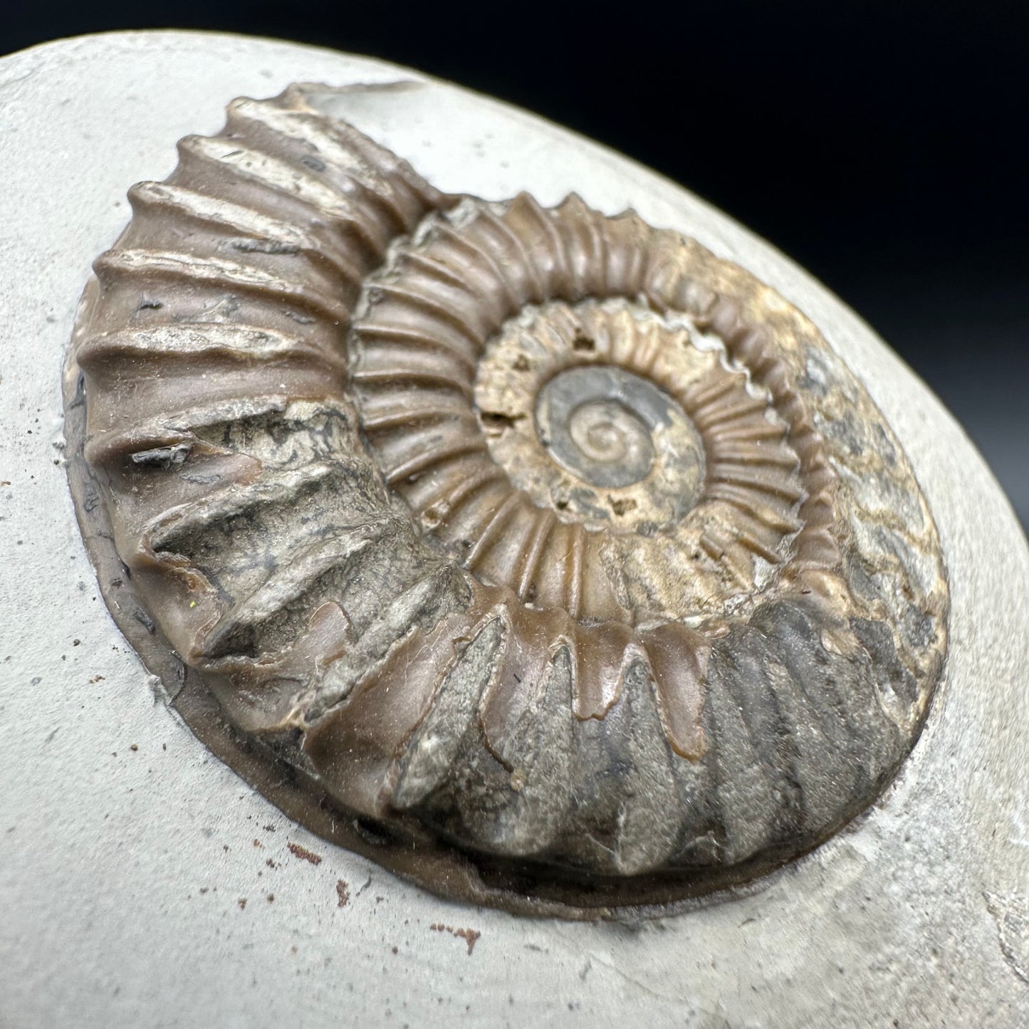 Arnioceras ammonite shell fossil with box and stand - Whitby, North Yorkshire Jurassic Coast Yorkshire Fossils