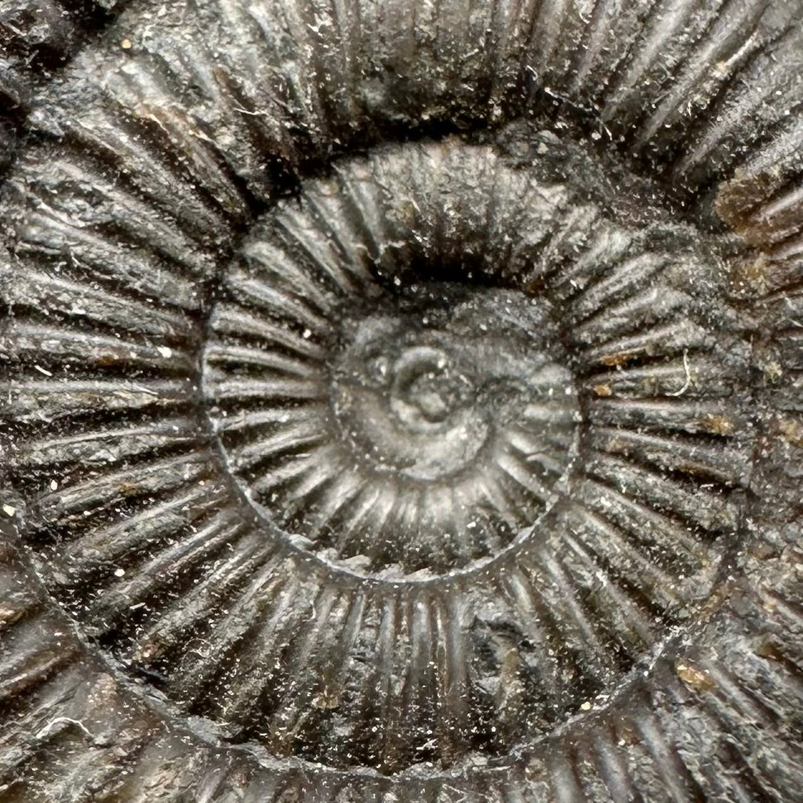 Dactylioceras Ammonite Fossil With Box And Stand - Whitby, North Yorkshire Jurassic Coast Yorkshire Fossils
