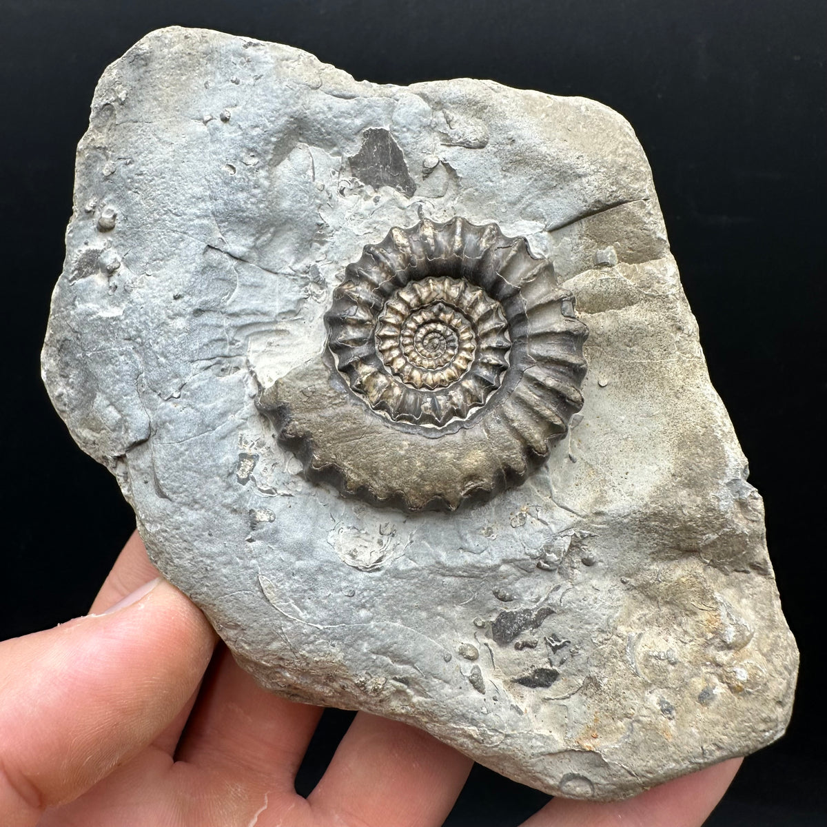 Gagaticeras Ammonite fossil with box and stand - Whitby, North Yorkshire Jurassic Coast Yorkshire Fossils