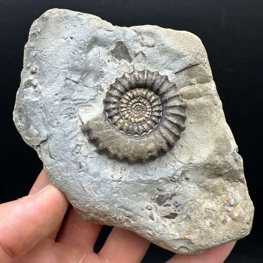Gagaticeras Ammonite fossil with box and stand - Whitby, North Yorkshire Jurassic Coast Yorkshire Fossils