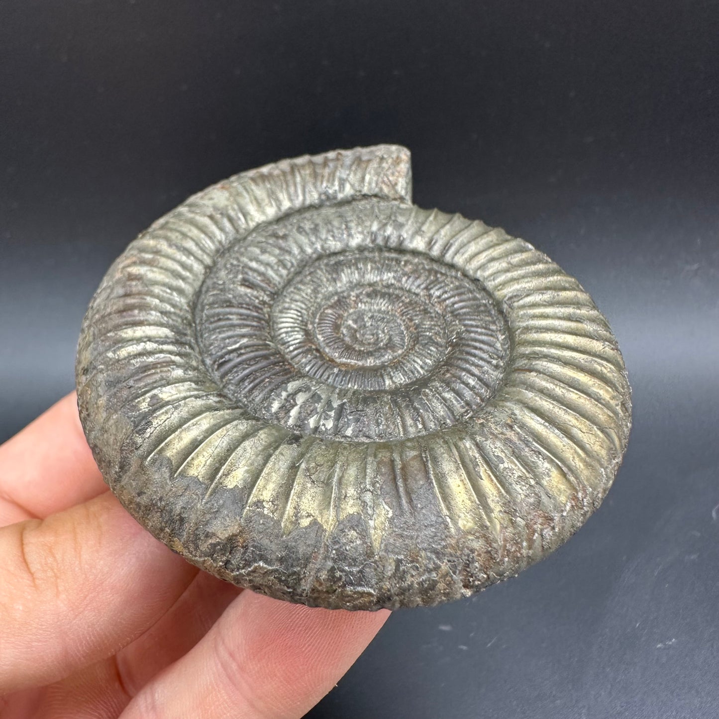 Golden Dactylioceras Ammonite Fossil With box and Stand - Whitby, North Yorkshire Jurassic Coast Yorkshire Fossils