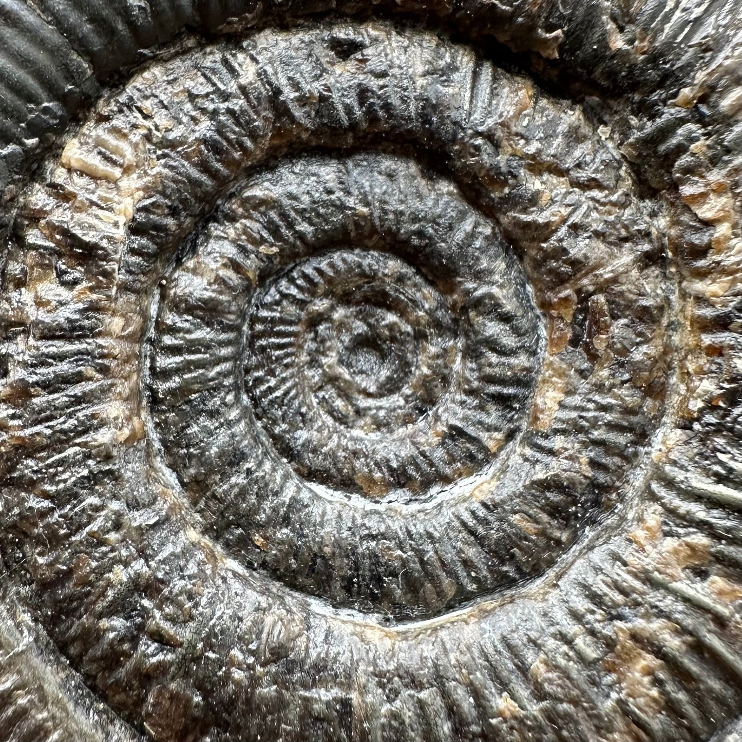 Dactylioceras semicelatum Ammonite fossil with stand - Whitby, North Yorkshire Jurassic Coast Yorkshire Fossils