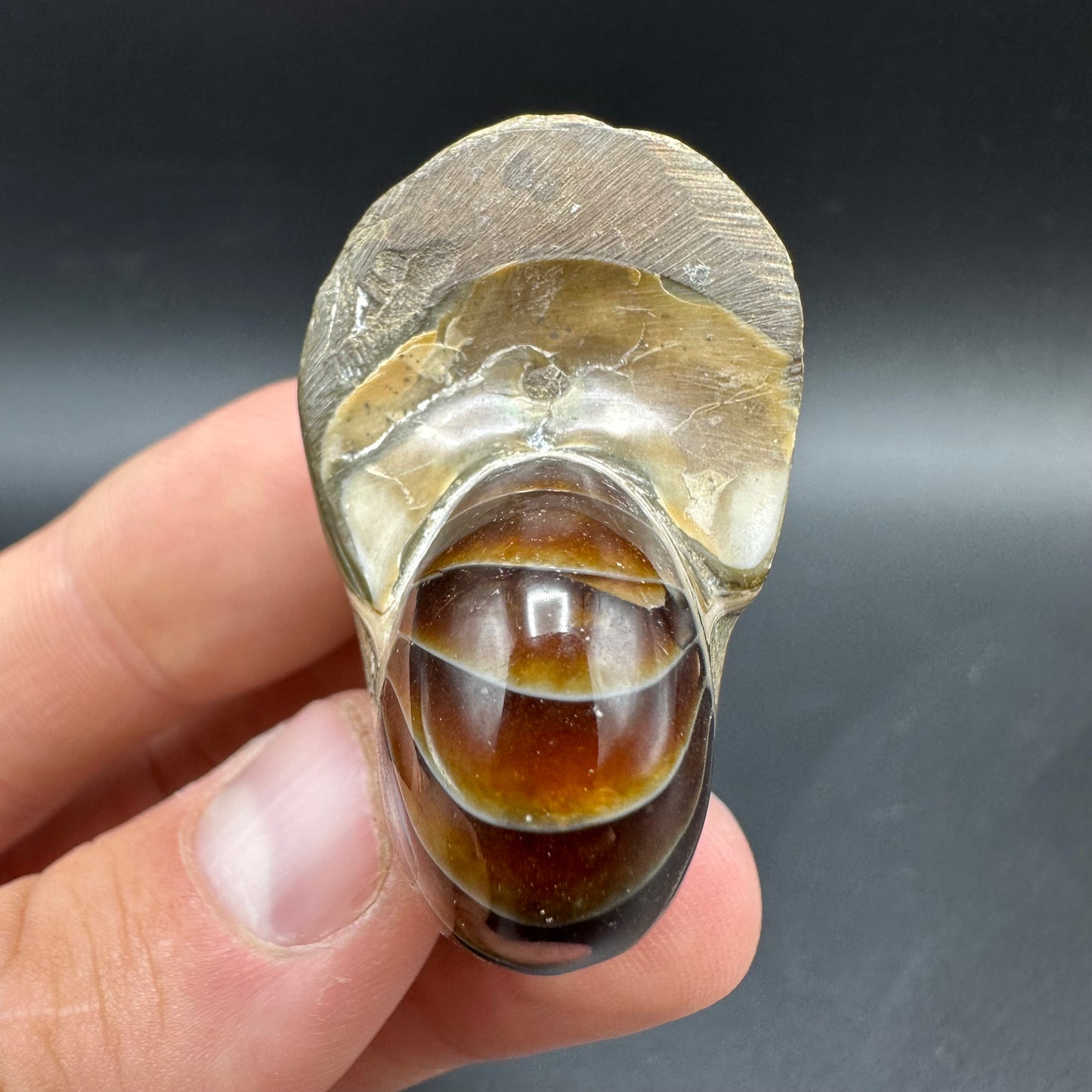 Cenoceras Nautilus Fossil With Box And Stand - Middle Cretaceous Madagascar
