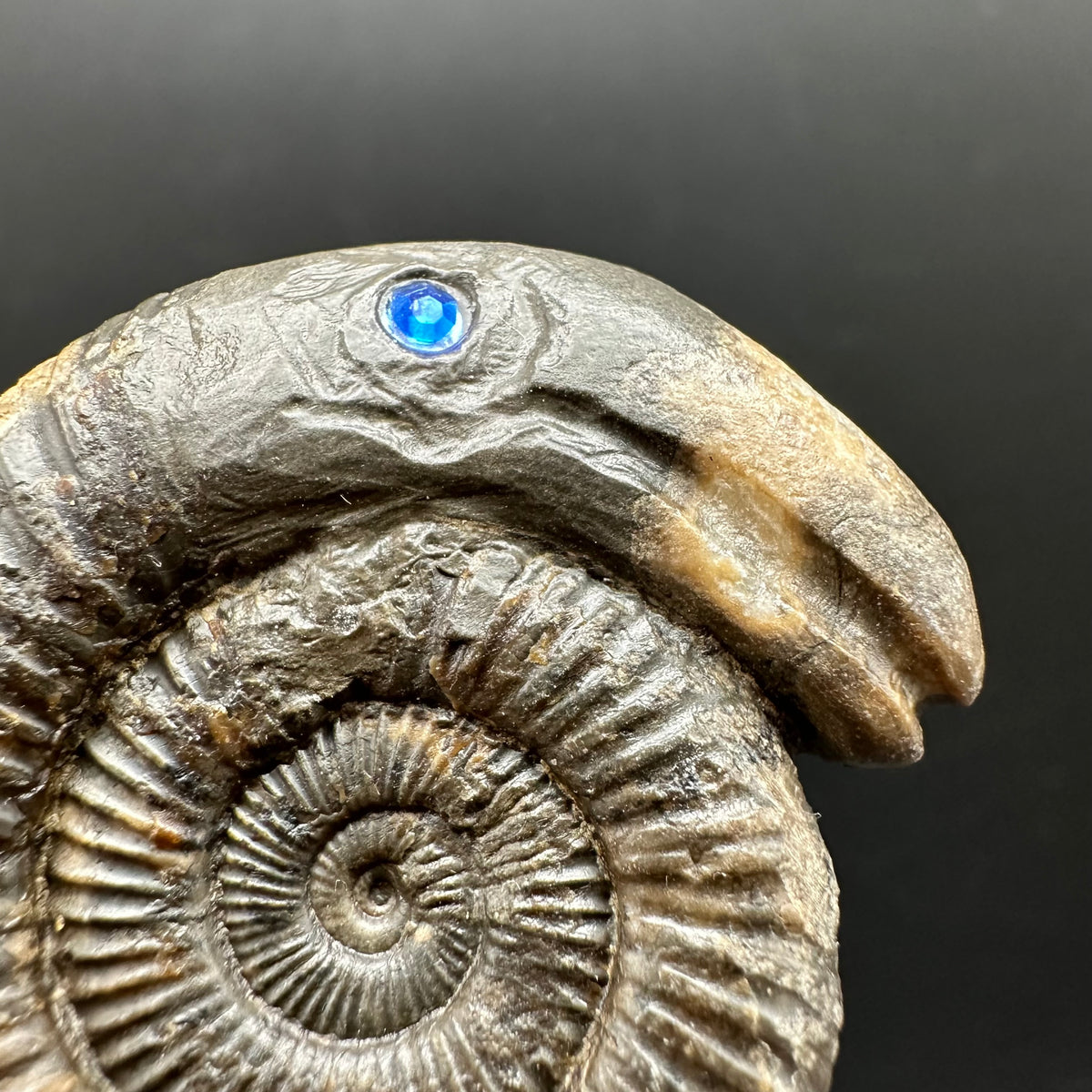 Snakestone Ammonite Fossil With Bag/Box And Stand - Whitby, North Yorkshire Jurassic Coast Yorkshire Fossils