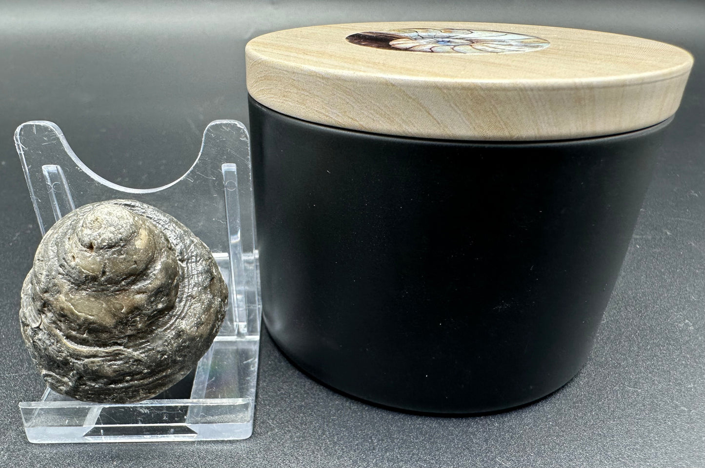 Gastropod Fossil Shell With Tin And Stand - Whitby, North Yorkshire, Jurassic Coast, Yorkshire Fossils