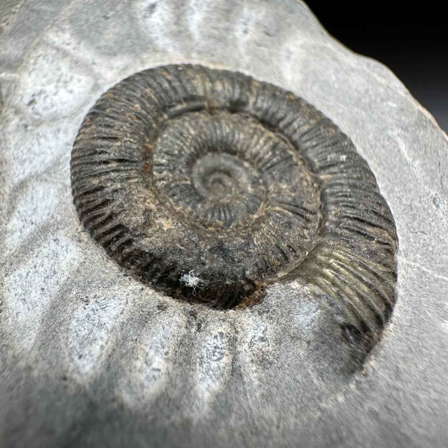 Dactylioceras Ammonite Fossil With Box And Stand - Whitby, North Yorkshire Jurassic Coast Yorkshire Fossils