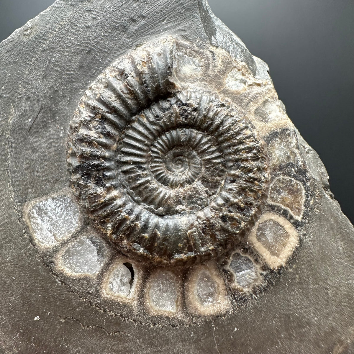 Dactylioceras Ammonite Fossil With box and Stand - Whitby, North Yorkshire Jurassic Coast Yorkshire Fossils