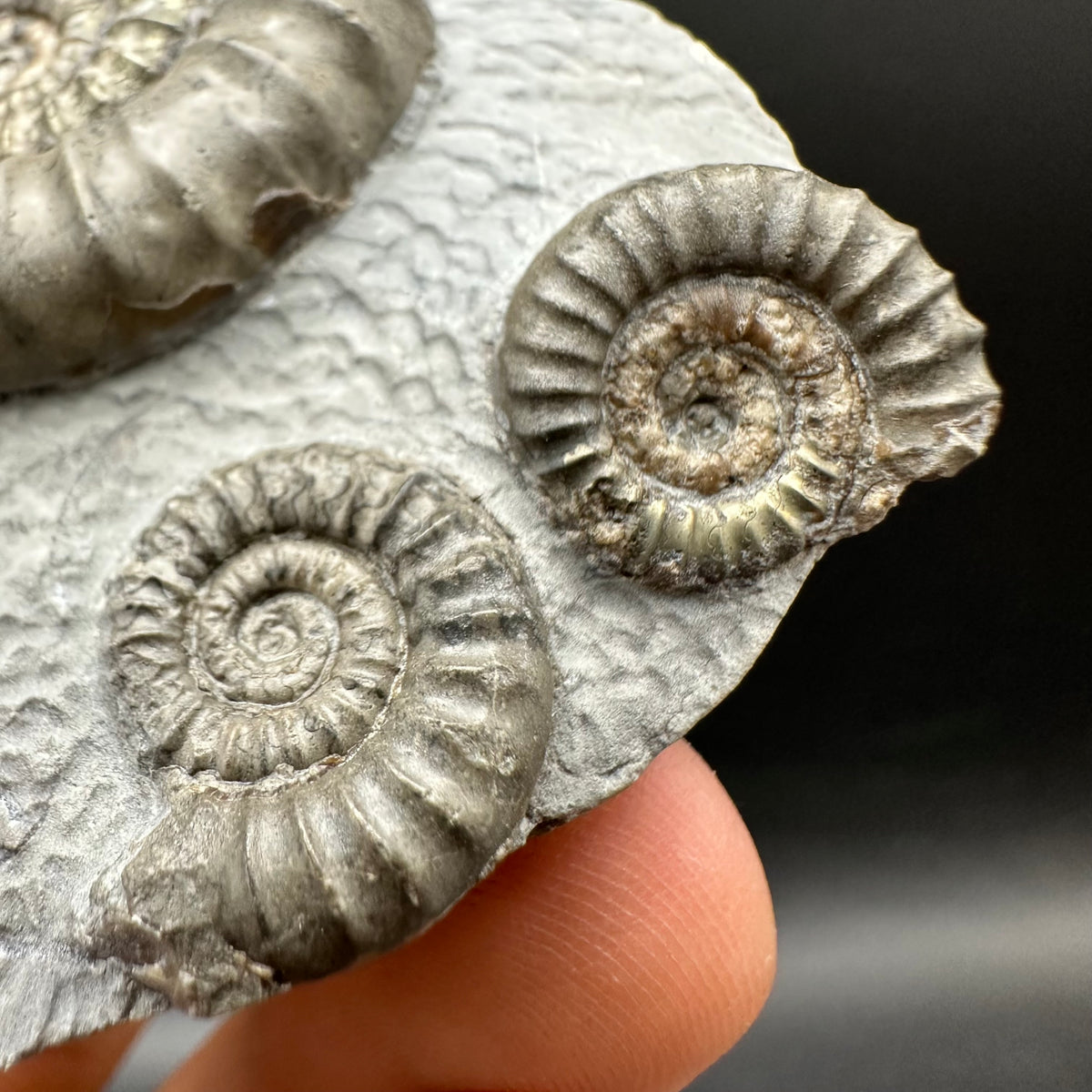 Arnioceras ammonite shell fossil with box and stand - Whitby, North Yorkshire Jurassic Coast Yorkshire Fossils