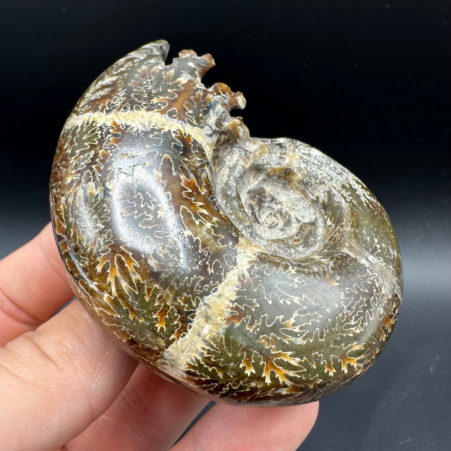 Puzosia Ammonite Fossil With Box And Stand - Cretaceous Ammonite Madagascar