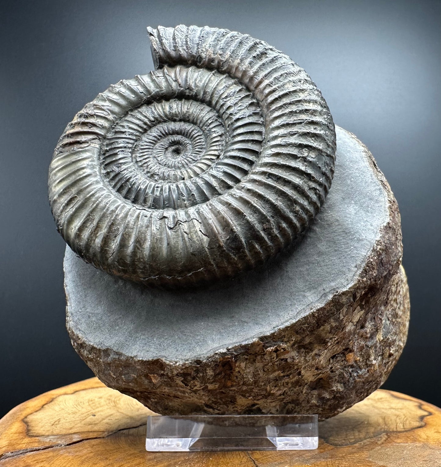 Dactylioceras Ammonite Fossil With box and Stand - Whitby, North Yorkshire Jurassic Coast Yorkshire Fossils