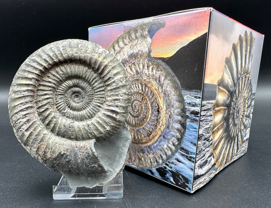 Dactylioceras Ammonite Fossil With Box And Stand - Whitby, North Yorkshire Jurassic Coast Yorkshire Fossils