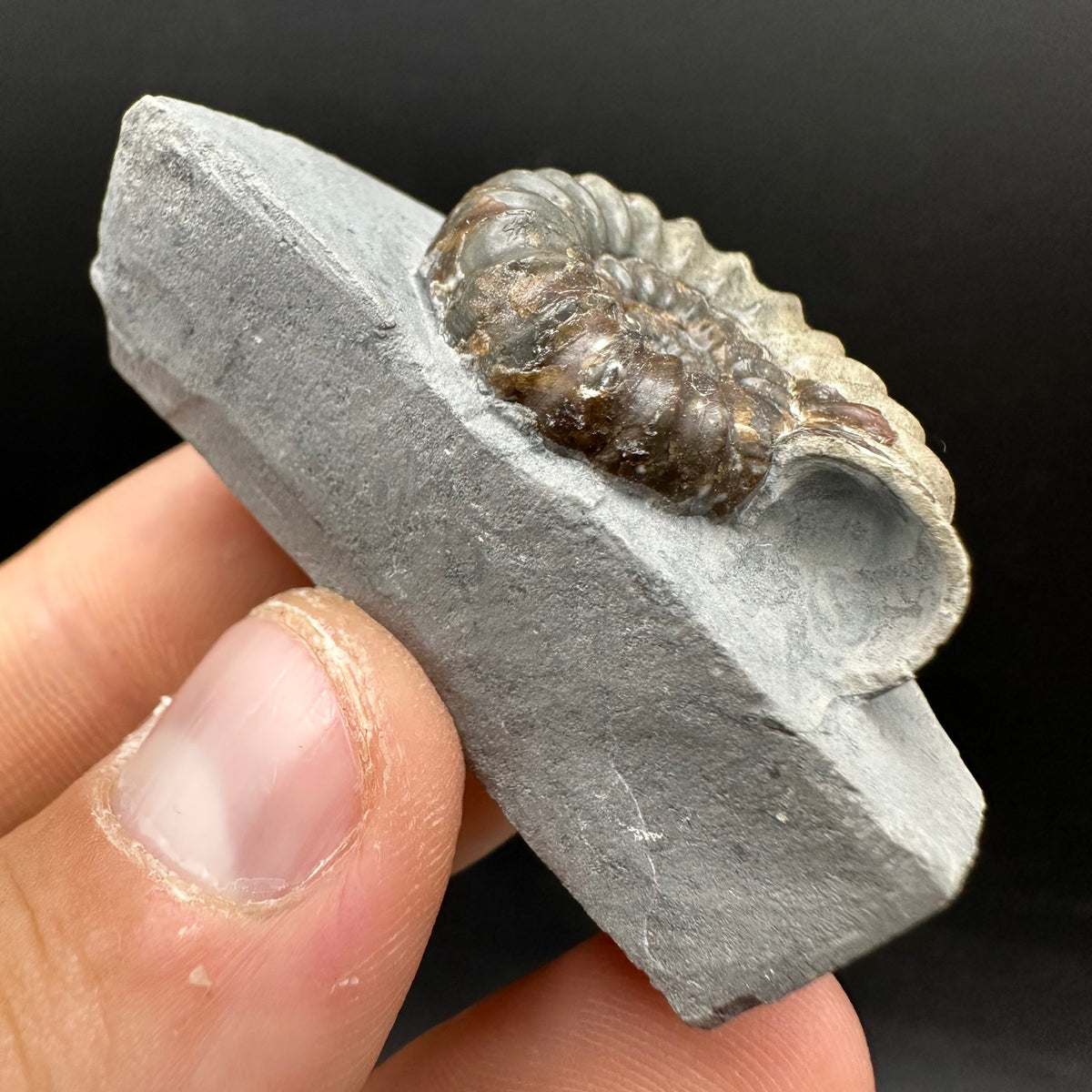 Androgynoceras maculatum ammonite fossil with box and stand - Whitby, North Yorkshire Jurassic Coast Yorkshire Fossils
