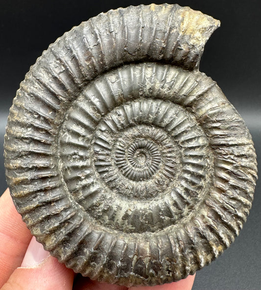 Dactylioceras Ammonite Fossil With Box And Stand - Whitby, North Yorkshire Jurassic Coast Yorkshire Fossils